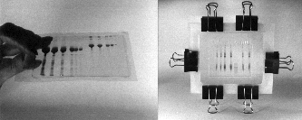 wpe35853.gif (48111 bytes)