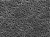 Nylon Membrane Filter
